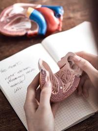Pathology & Disease holding model of heart