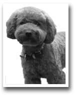 Teddy