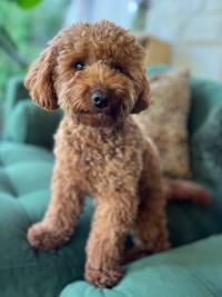 Teddy Bear